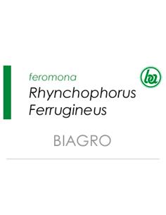 RHYNCHOPHORUS FERRUGINEUS